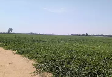 Farm For sale