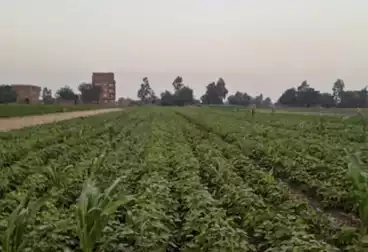 Farm For sale
