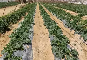 Farm For sale
