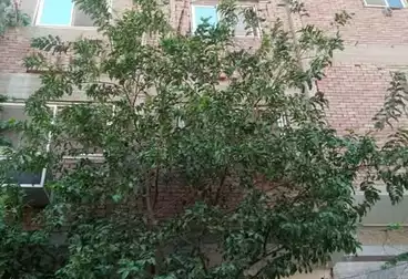 منزل / بيت للبيع - 2 غرف