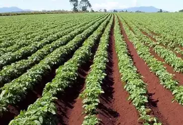Farm For sale