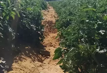 Farm For sale