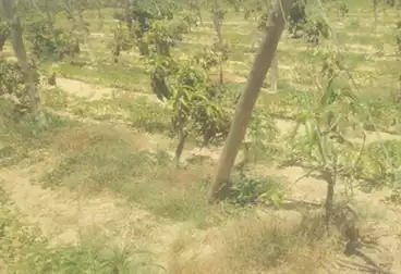 Farm For sale