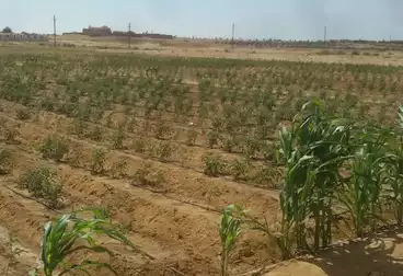 أراضي للبيع