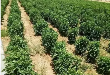 أرض زراعية للبيع