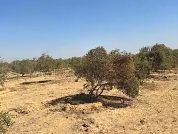 أراضي للبيع