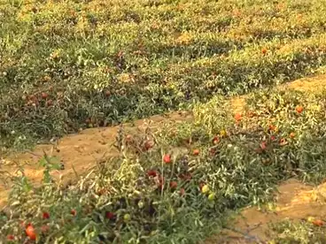 Farm For sale