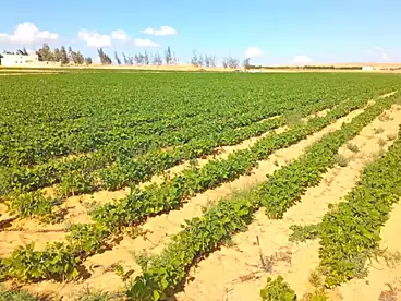 عقارات للبيع