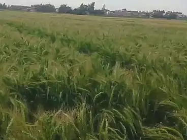 أراضي للبيع