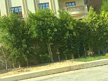 Administrative For rent in The Four Neighborhoods, Behind Mirage City, 270 sqm