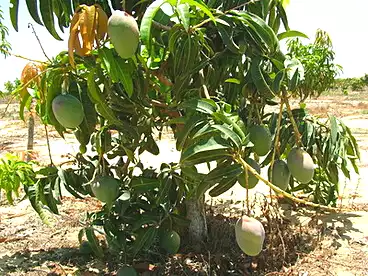 للبيع في مدينة السويس، السويس، 21000 متر