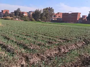 Farm For sale in Tanta City, Tanta, 262 sqm