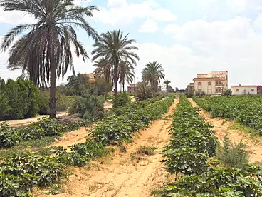أراضي للبيع في طريق القاهرة - الإسكندرية الصحراوي، الشيخ زايد، 428400 متر