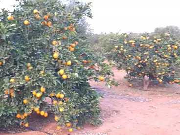 أرض زراعية للبيع في وادي النطرون، البحيرة، 2100000 متر