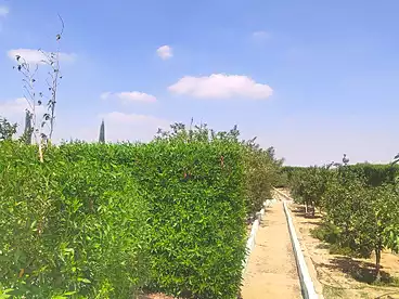 Properties For sale in Compound in Alex-Cairo Desert Road, Cairo - Alexandria Desert Road, 2100 sqm