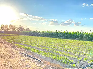 Farm For rent in El Hamraa, Wadi El Natrun, 4200 sqm