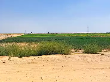 Farm For sale in El Wasta, Beni Suef, 12600 sqm