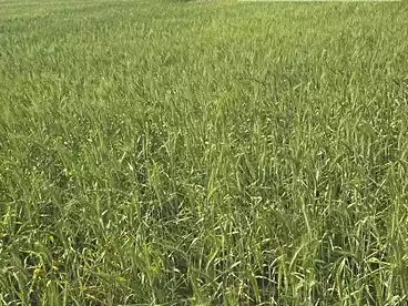 Land For sale in Asyut Rd., El Fayoum, 25 sqm