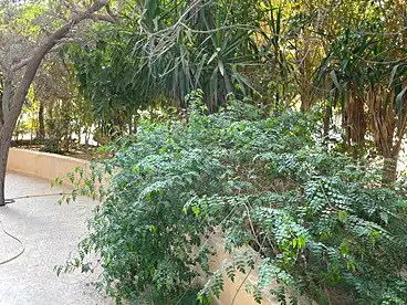 Apartment with Garden For sale in Neighborhood 2nd, El Ahyaa, 150 sqm