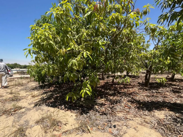 listing-image